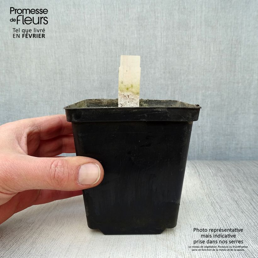 Amostra de Nuphar lutea Vaso de 8/9 cm tal como entregue no inverno