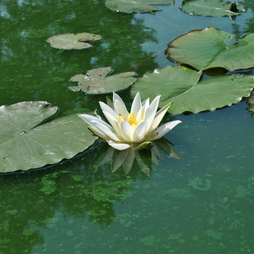 Nenúfar Alba Delicata (Floração)