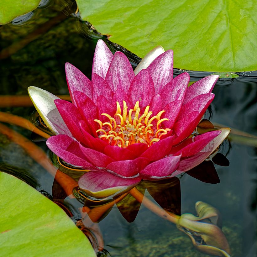 Nenúfar Vermelho Attraction (Floração)