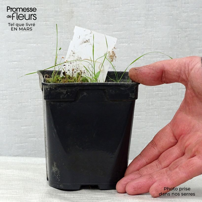 Amostra de Nenúfar Aurora Vaso de 8/9 cm tal como entregue na primavera