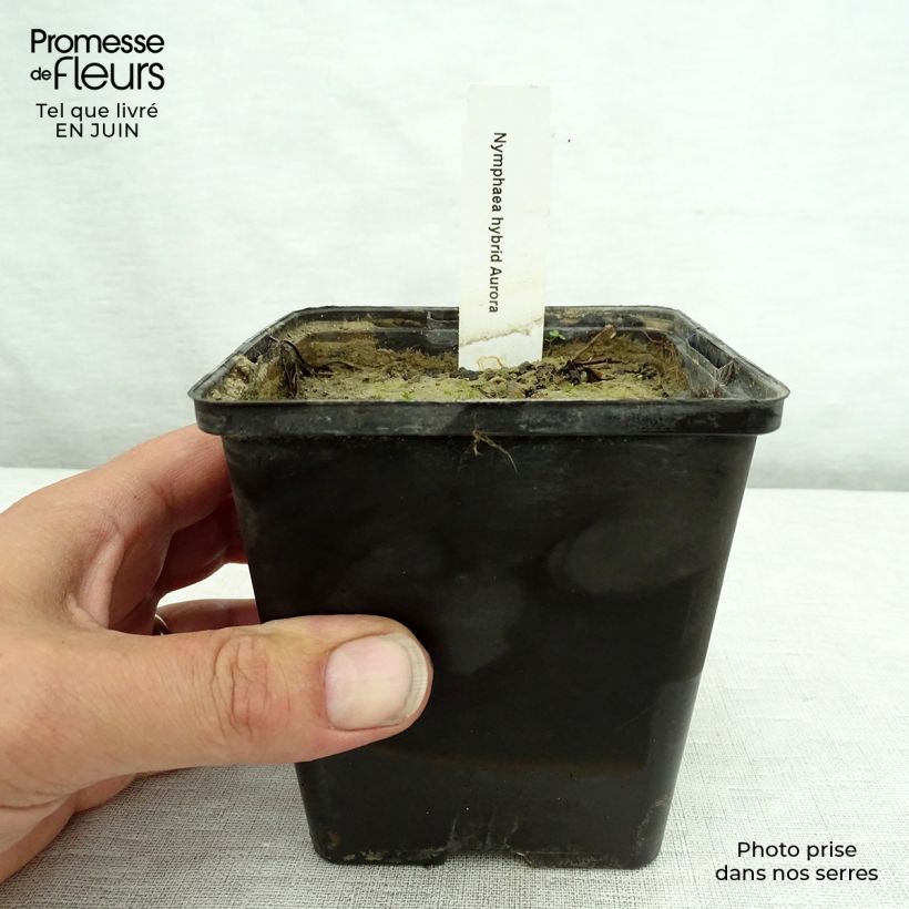 Amostra de Nenúfar Aurora Vaso de 8/9 cm tal como entregue no verão
