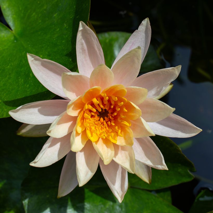 Nenúfar Aurora (Floração)