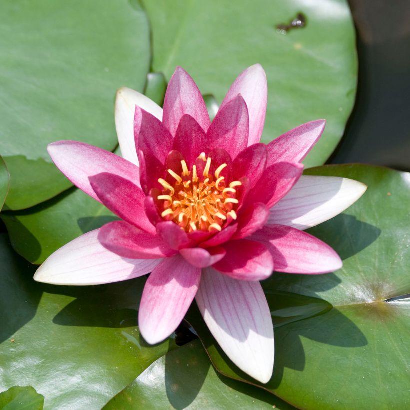 Nenúfar Burgundy Princess (Floração)