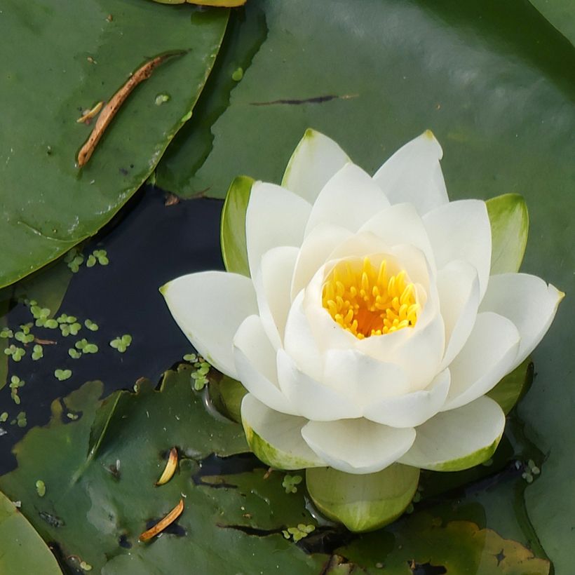Nymphaea candida (Floração)