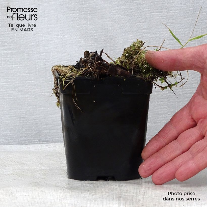 Amostra de Nymphaea Colonel A.J. Welch - Nénuphar jaune Vaso de 8/9 cm tal como entregue na primavera