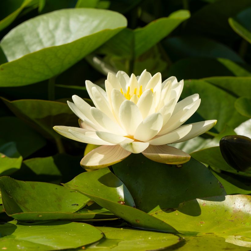 Nenúfar Denver (Floração)