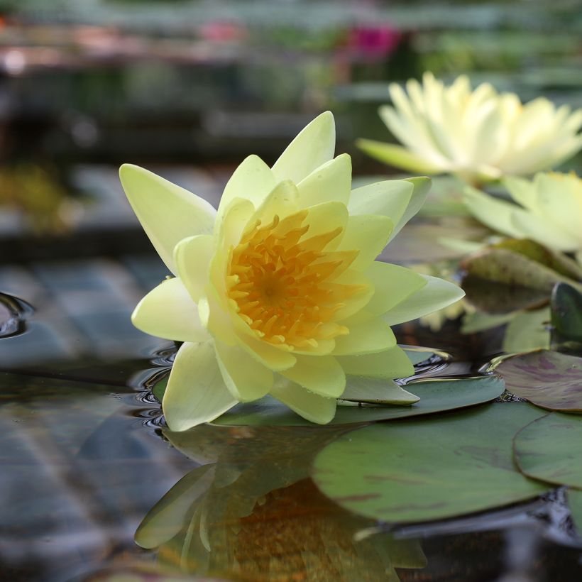 Nenúfar Double Yellow (Floração)