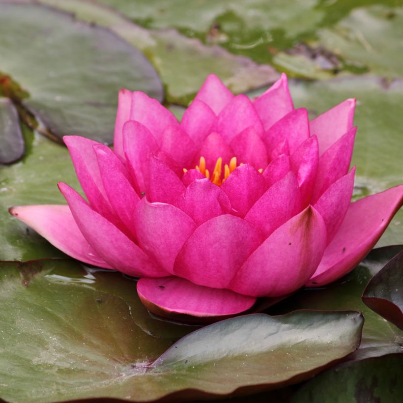 Nenúfar Eros (Floração)
