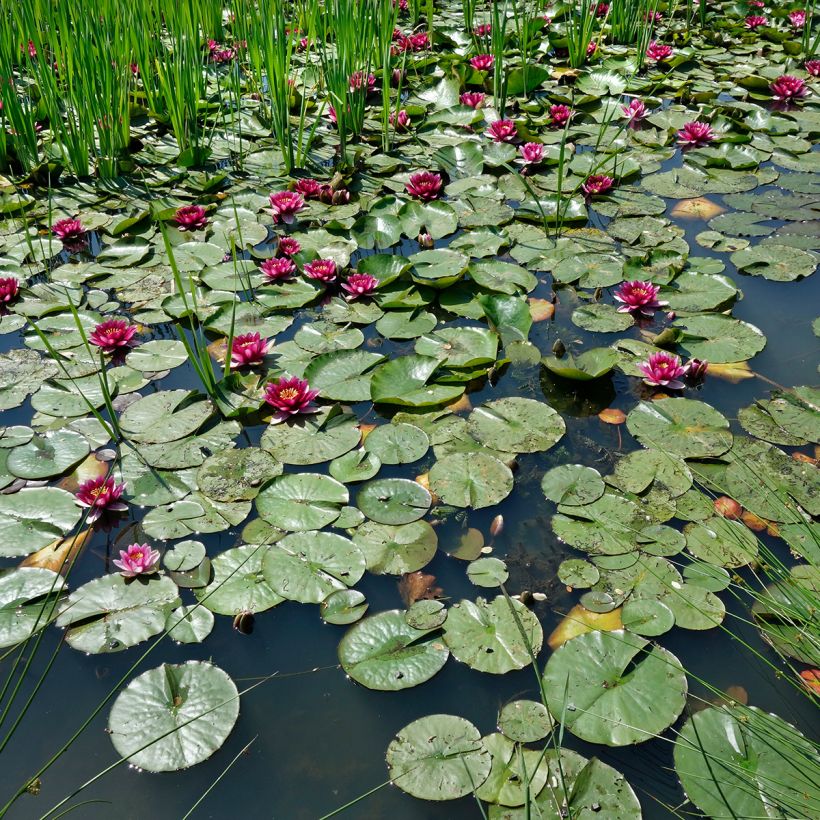 Nenúfar Eros (Hábito)