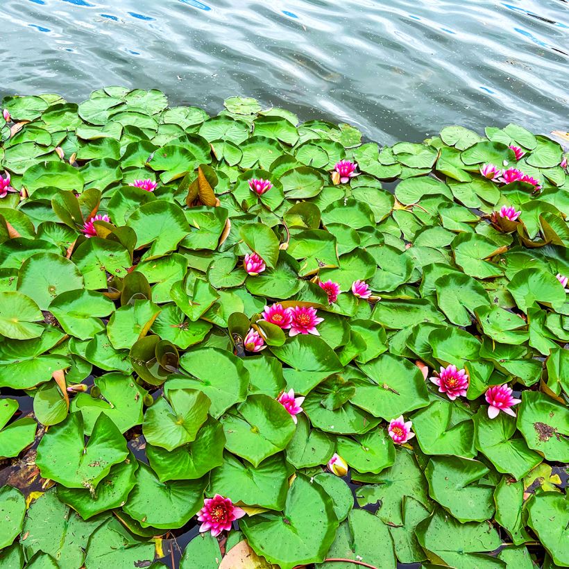 Nenúfar Escarboucle (Hábito)