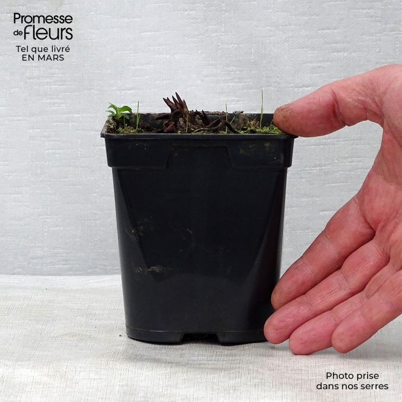 Amostra de Nenúfar Fabiola Vaso de 8/9 cm tal como entregue na primavera