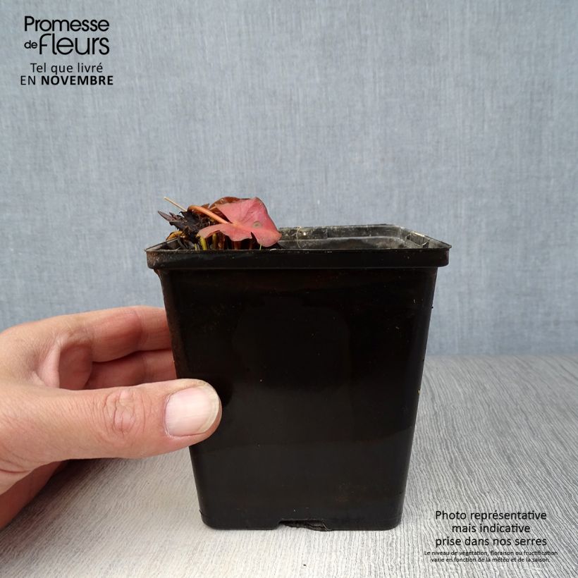 Amostra de Nenúfar Fabiola Vaso de 8/9 cm tal como entregue no outono