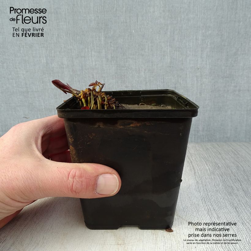 Amostra de Nymphaea Fabiola - Nénuphar rose Vaso de 8/9 cm tal como entregue no inverno