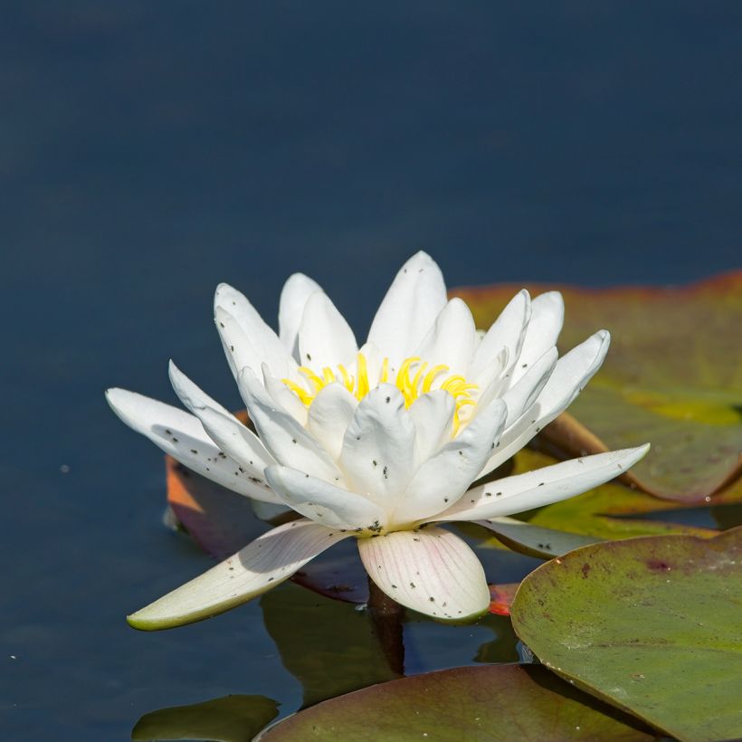 Nenúfar Gladstoniana (Floração)