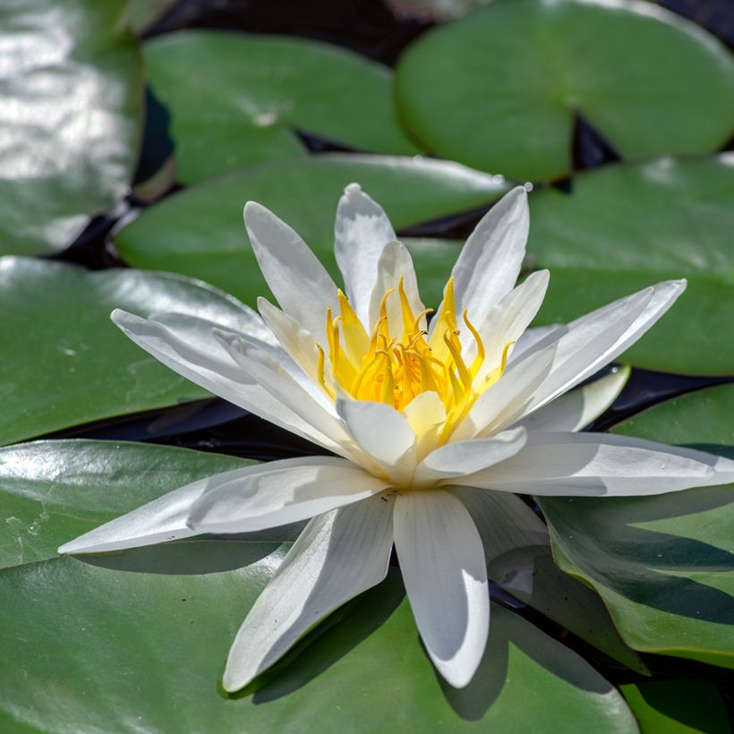 Nenúfar Hermine (Floração)