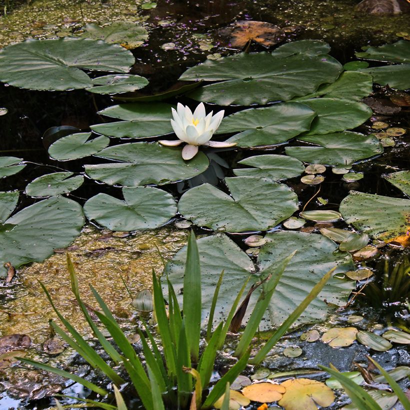 Nenúfar Hermine (Hábito)