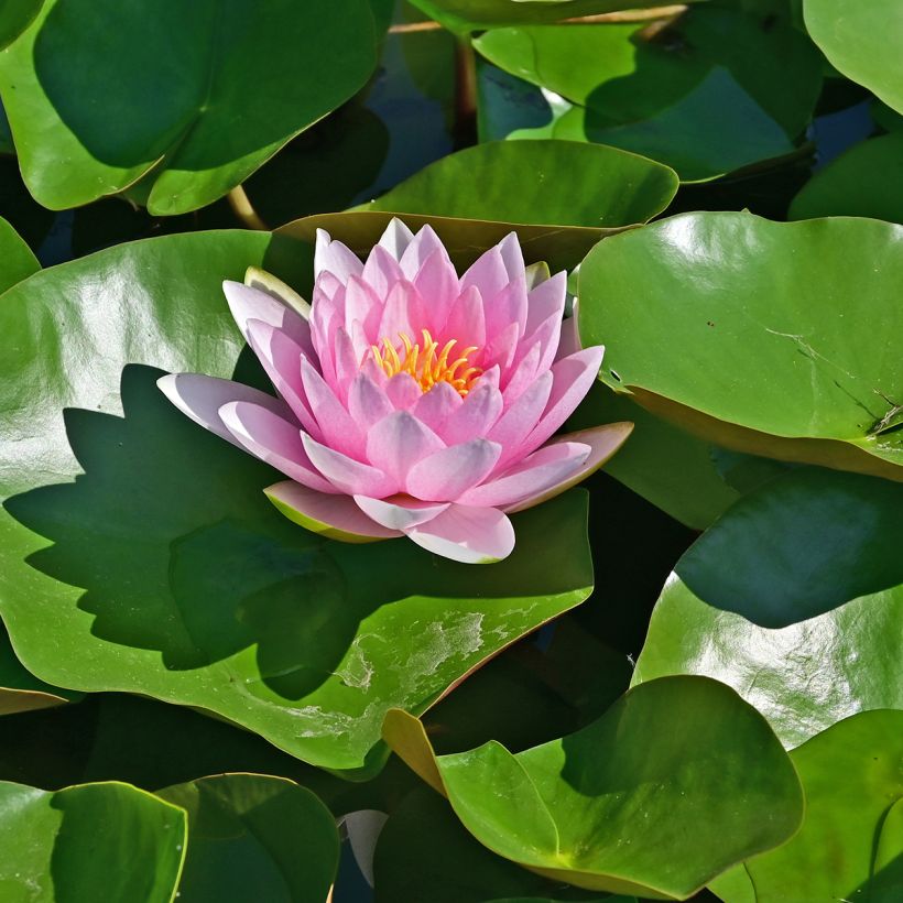 Nenúfar Hollandia (Floração)