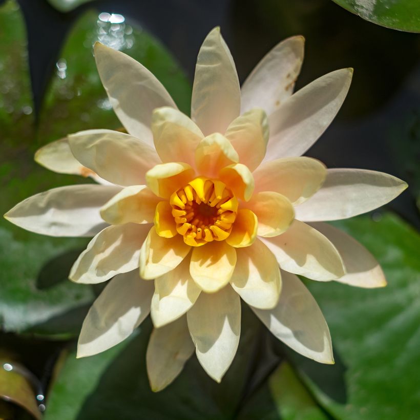 Nenúfar Lemon Chiffon (Floração)