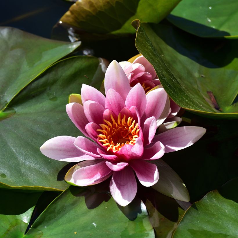 Nenúfar Madame Wilfron Gonnère (Floração)