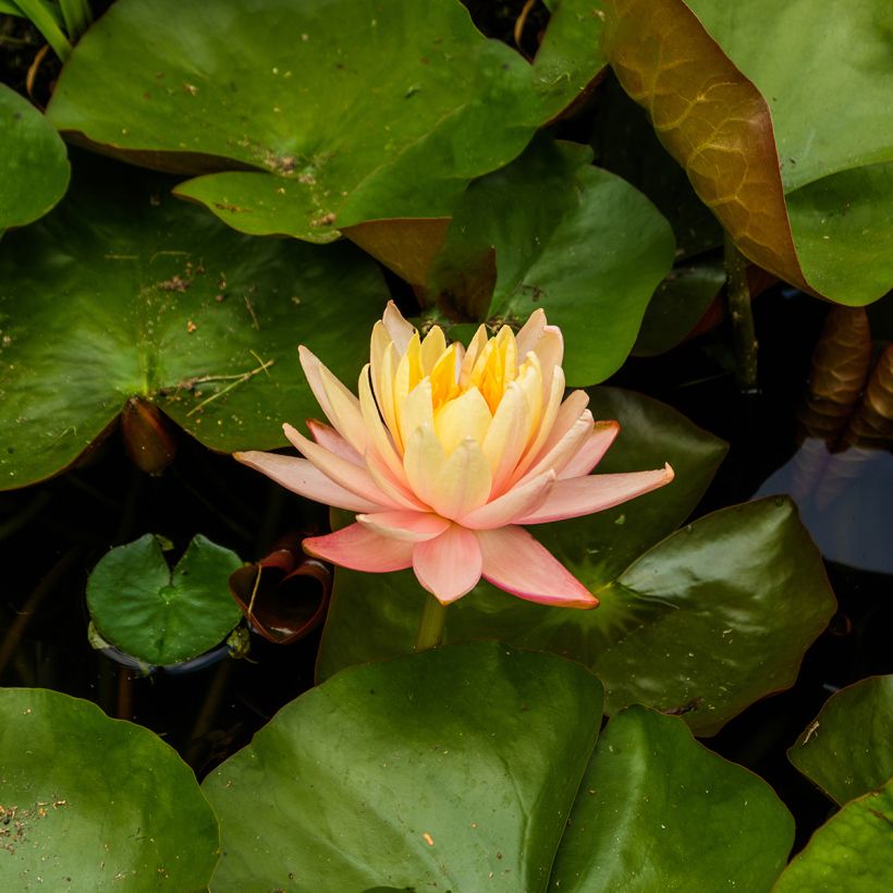 Nenúfar Mangkala Ubol (Floração)