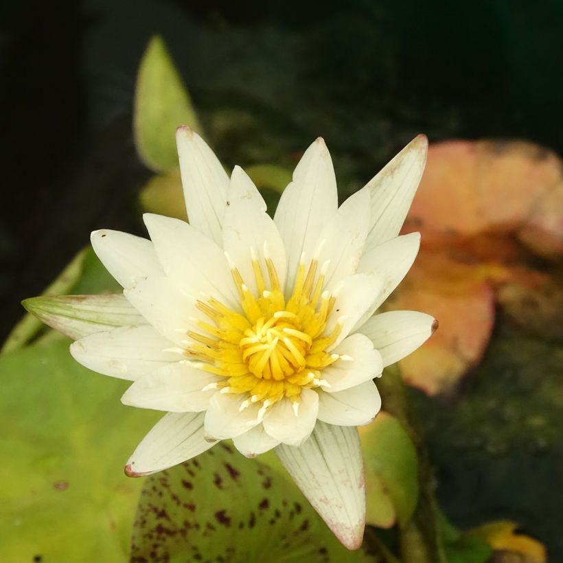 Nenúfar tropical Marian Strawn (Floração)