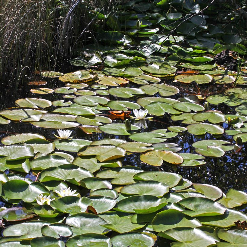 Nenúfar Marliacea Albida (Hábito)