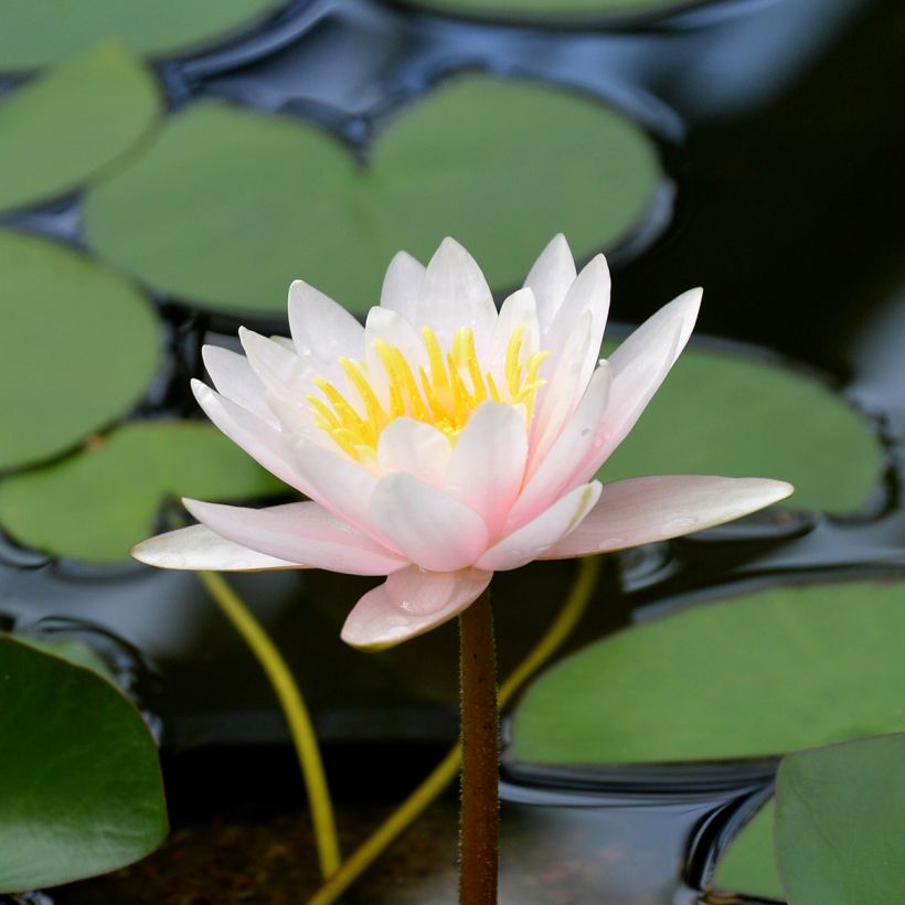 Nenúfar Marliacea Carnea (Floração)