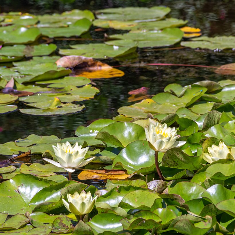 Nenúfar Marliacea Chromatella (Hábito)
