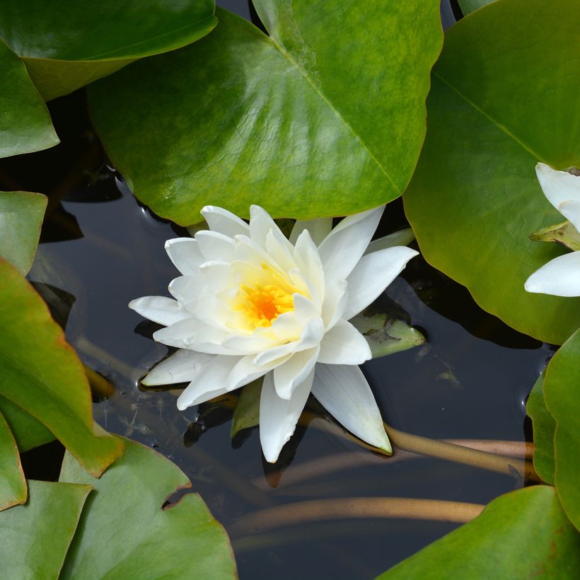 Nenúfar Perry's Double White (Floração)