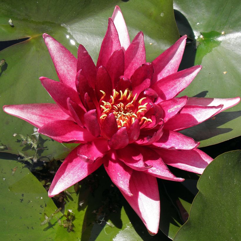Nenúfar Perry's Red Glow (Folhagem)