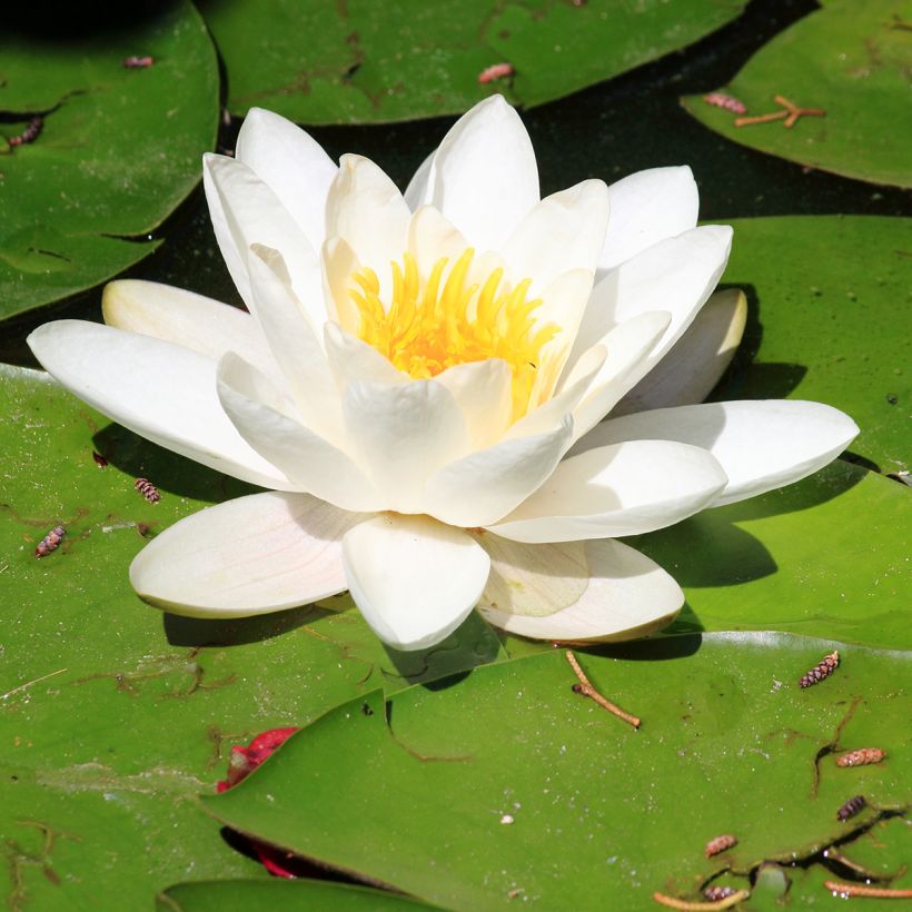Nenúfar Pygmaea Alba (Floração)