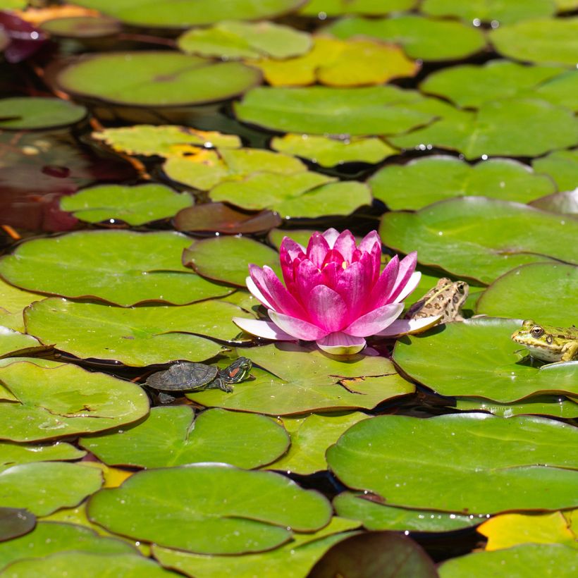 Nenúfar Pygmaea Rubra (Floração)