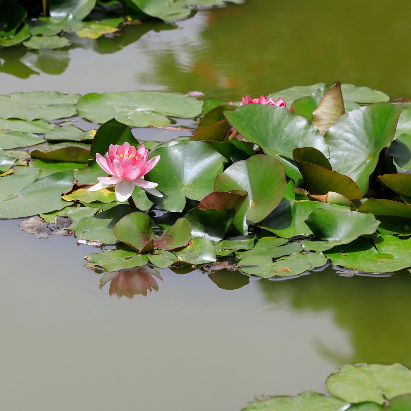 Nenúfar Rose Arey (Hábito)