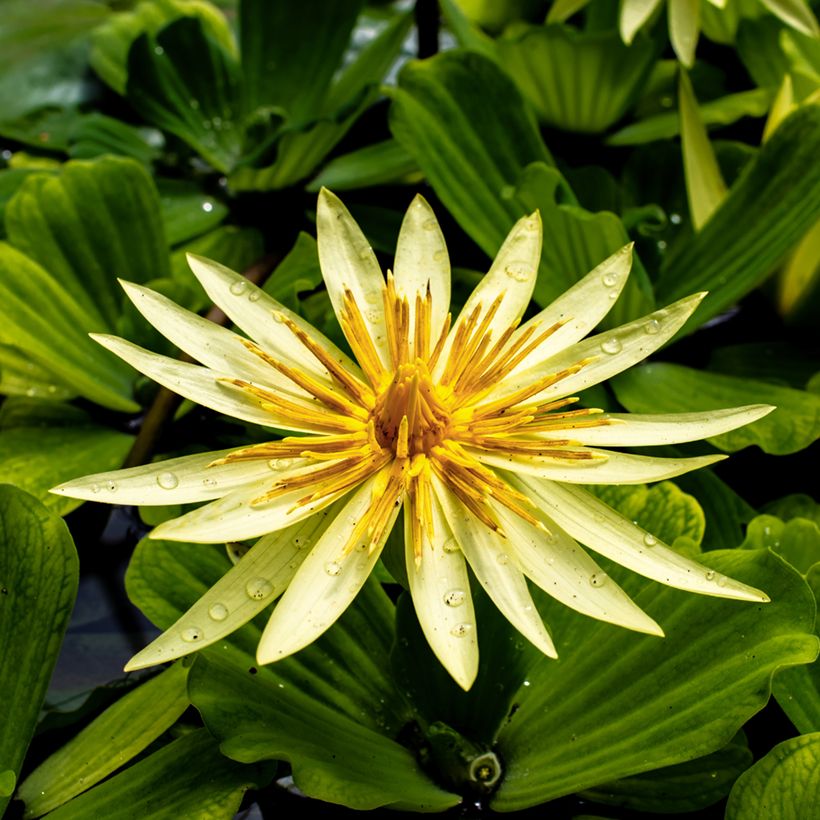 Nenúfar tropical St. Louis Gold (Floração)