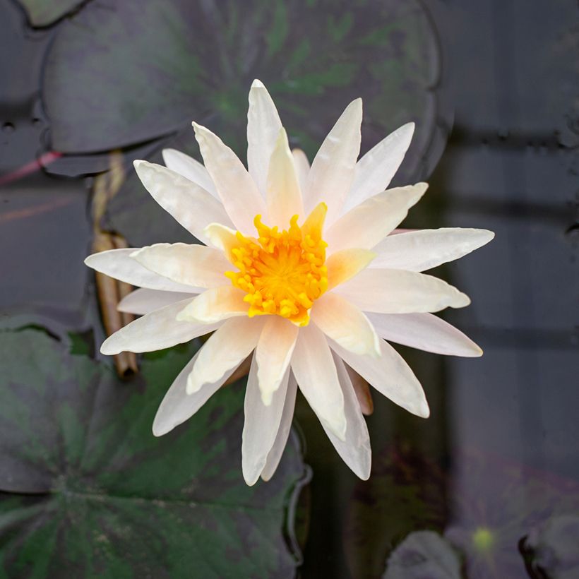 Nenúfar Starbright (Floração)