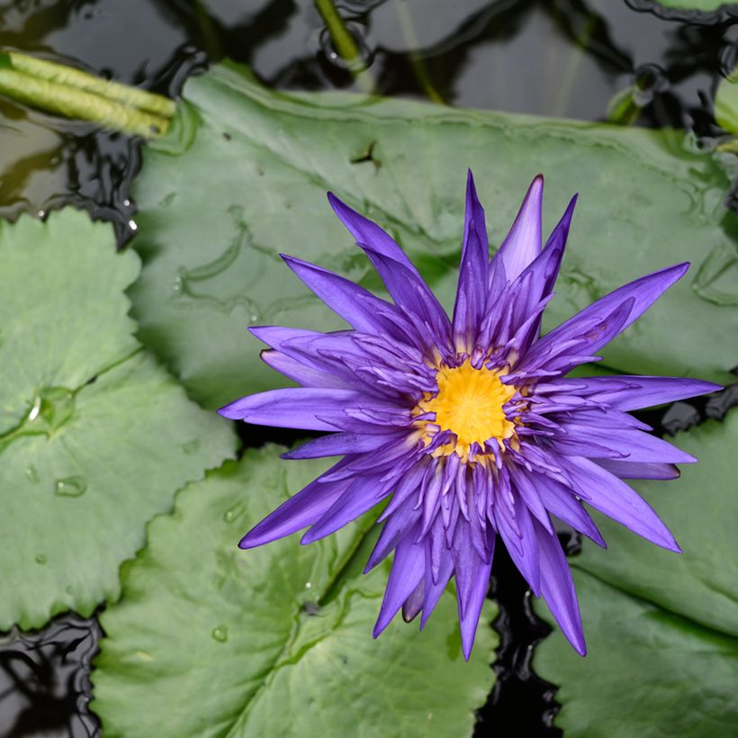 Nenúfar tropical Tina (Floração)