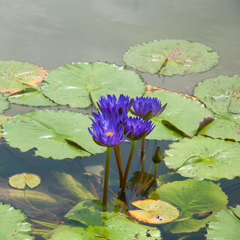 Nenúfar tropical Tina (Hábito)