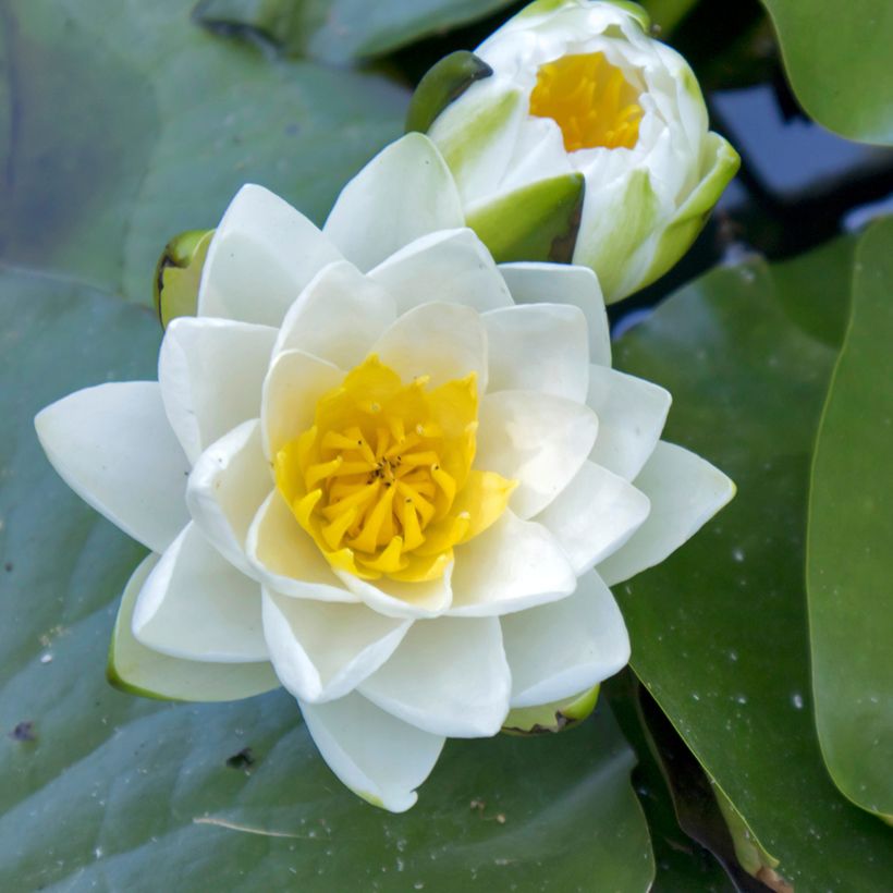Nenúfar Virginalis (Floração)