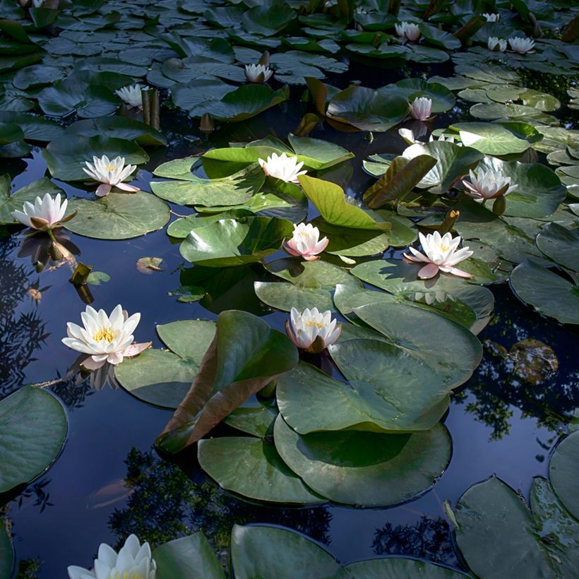 Nenúfar Virginalis (Hábito)