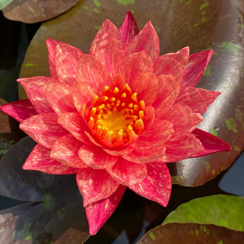 Nenúfar Wanvisa (Floração)