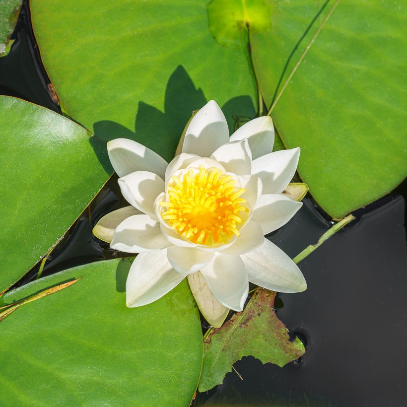 Nenúfar White Sultan (Floração)