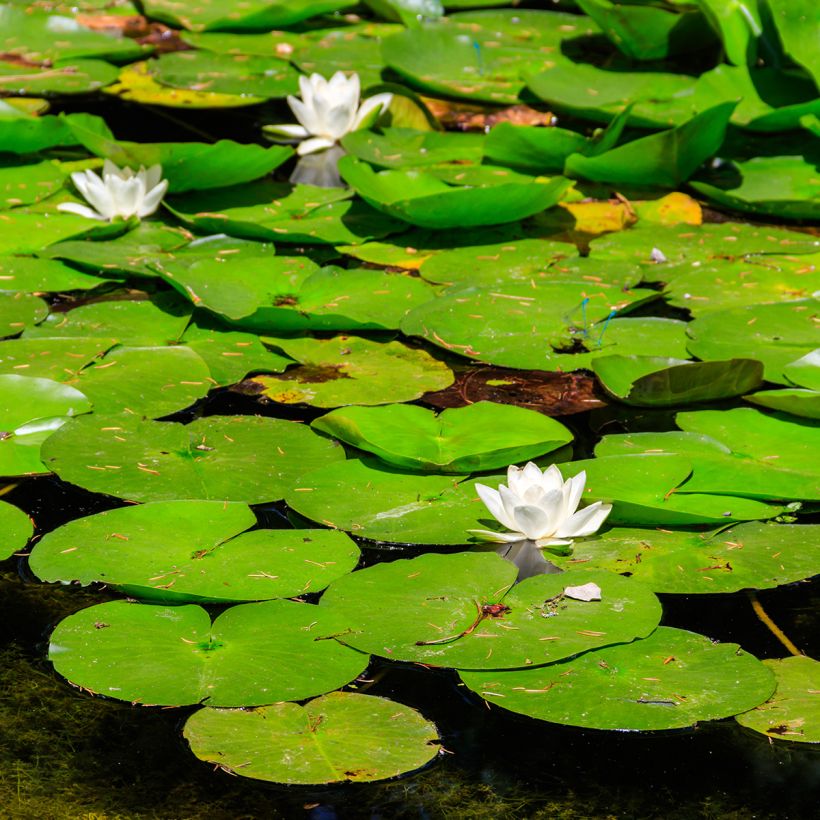 Nenúfar White Sultan (Hábito)
