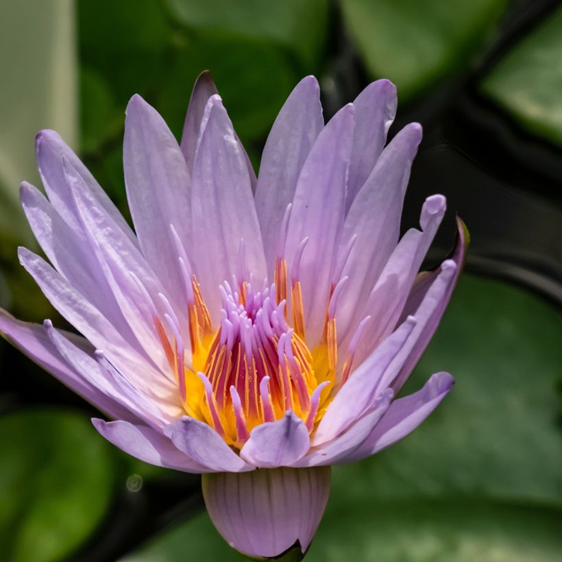 Nenúfar tropical colorata (Floração)