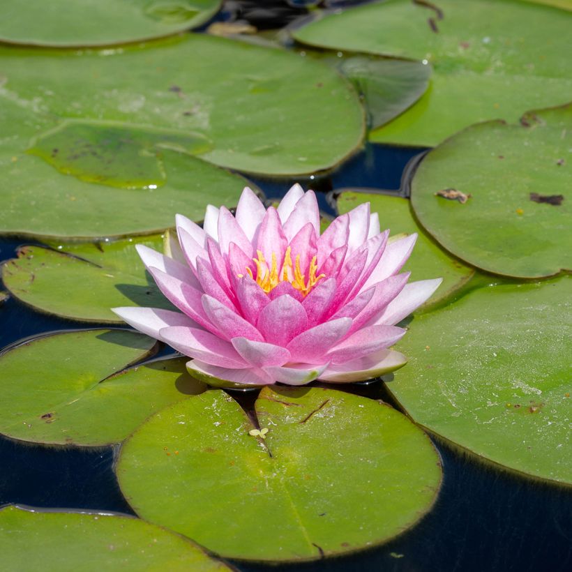 Nenúfar Odorata Suavissima (Floração)