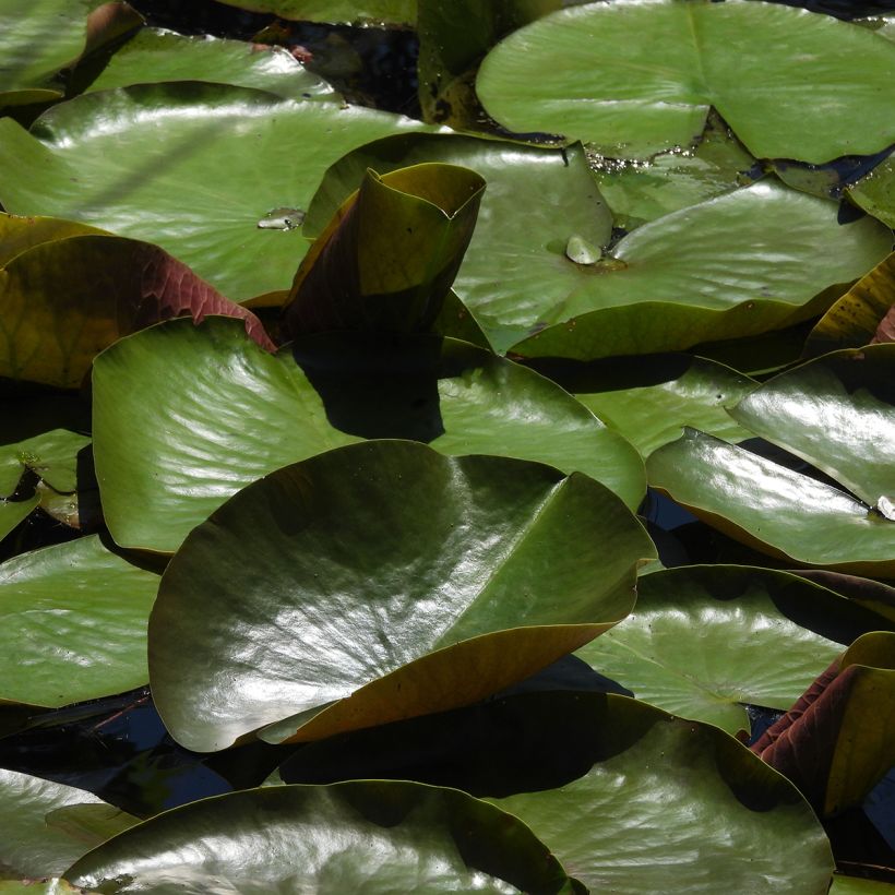 Nenúfar Odorata Sulphurea Grandiflora (Folhagem)