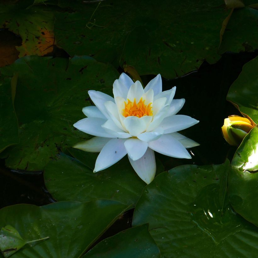 Nenúfar Odorata Alba (Floração)