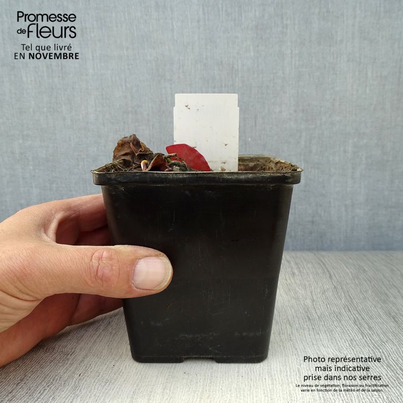 Amostra de Nymphaea tetragona em sementes Vaso de 1 L/1,5 L tal como entregue no outono