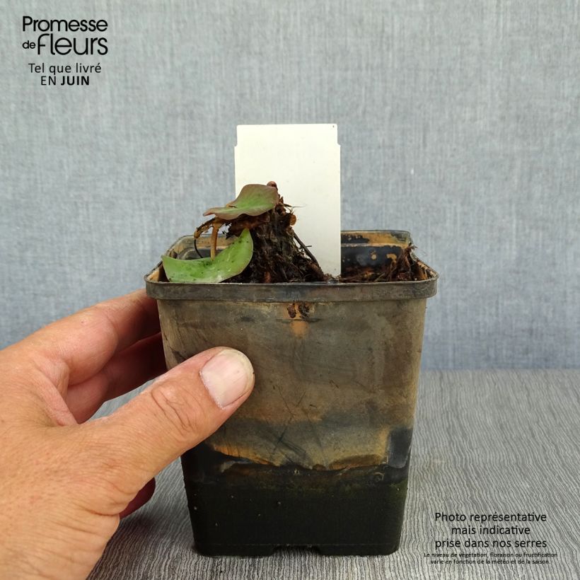 Amostra de Nymphaea tetragona em sementes Vaso de 1 L/1,5 L tal como entregue no verão