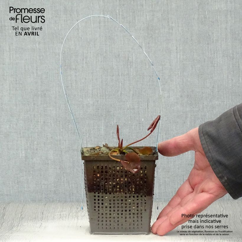 Amostra de Nymphaea tetragona em sementes Vaso de 1 L/1,5 L tal como entregue na primavera