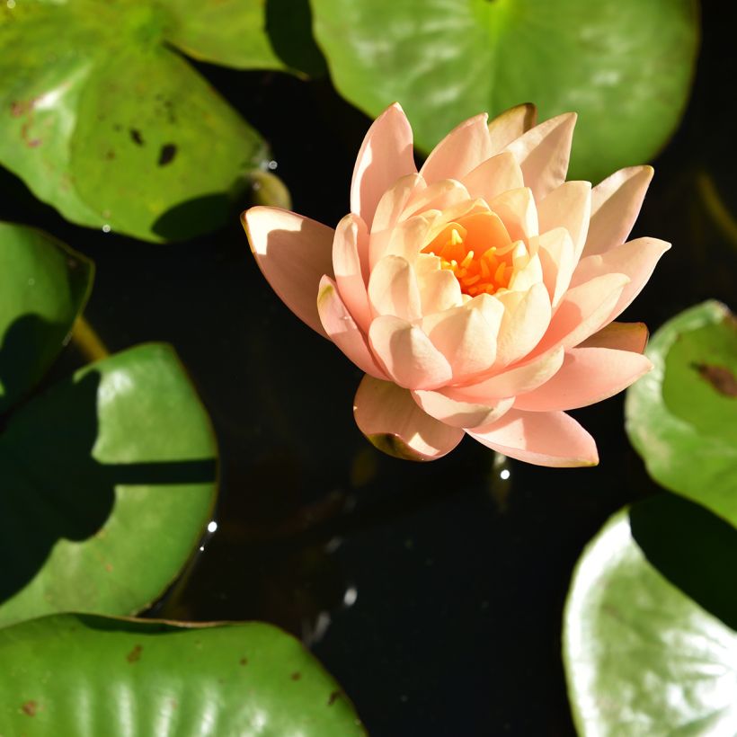 Nenúfar Clyde Ikins (Floração)